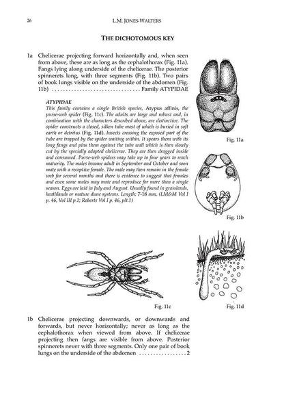 Keys to the Families of British Spiders