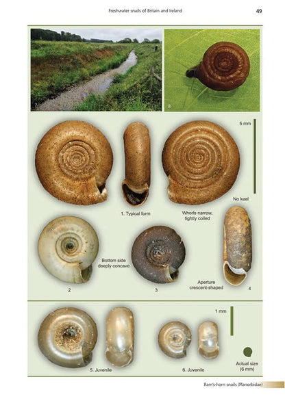 Freshwater Snails of Britain and Ireland