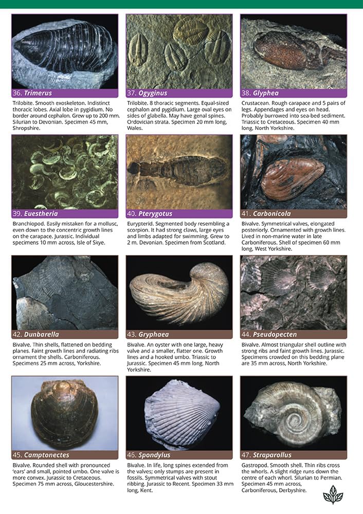 A Guide to Common Fossils