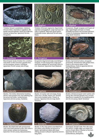 A Guide to Common Fossils