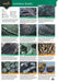 A Guide to Common Fossils
