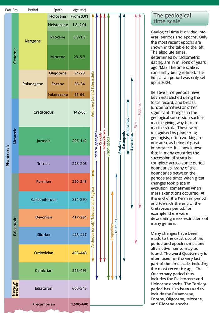 A Guide to Common Fossils