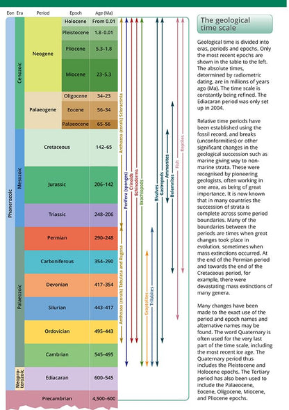 A Guide to Common Fossils