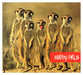 Happy Pills
