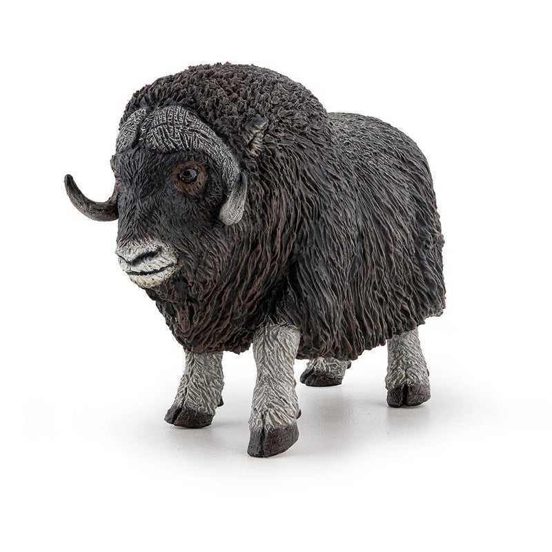 PAPO musk ox