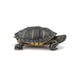 PAPO Florida turtle