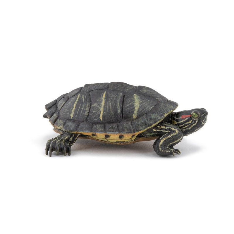 PAPO Florida turtle