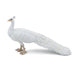PAPO white peacock