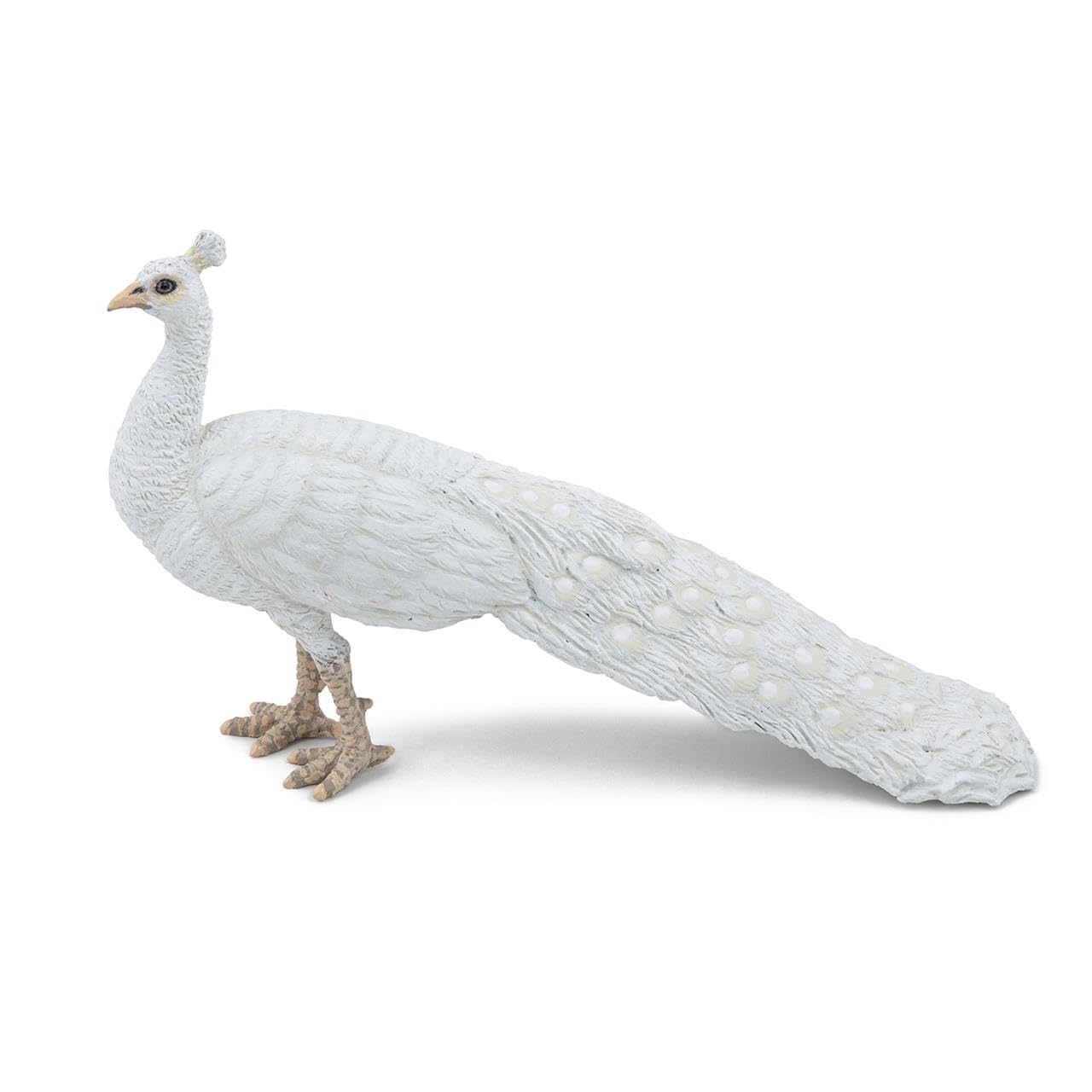 PAPO white peacock