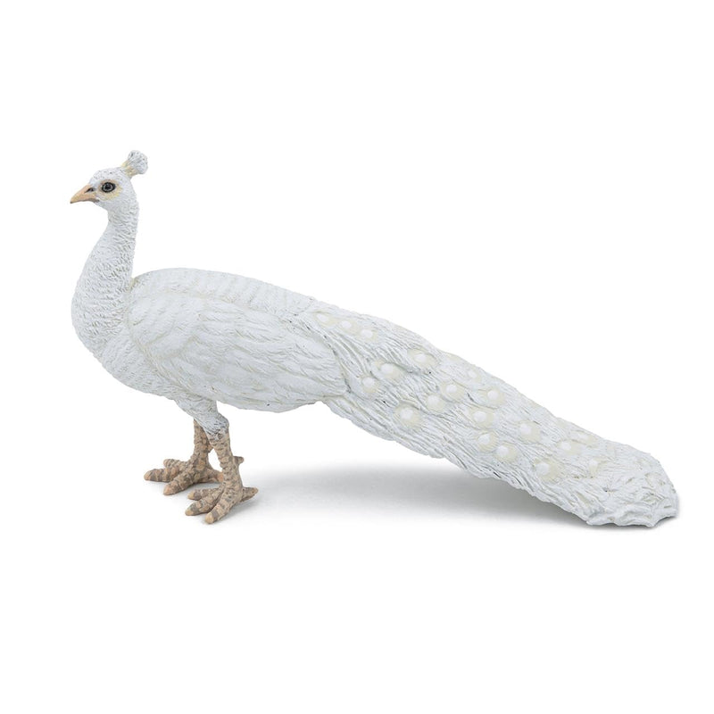 PAPO white peacock