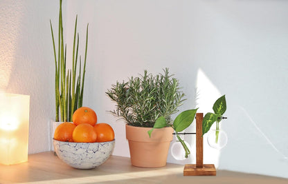 Winkee - Hydro Vases Flower Vase