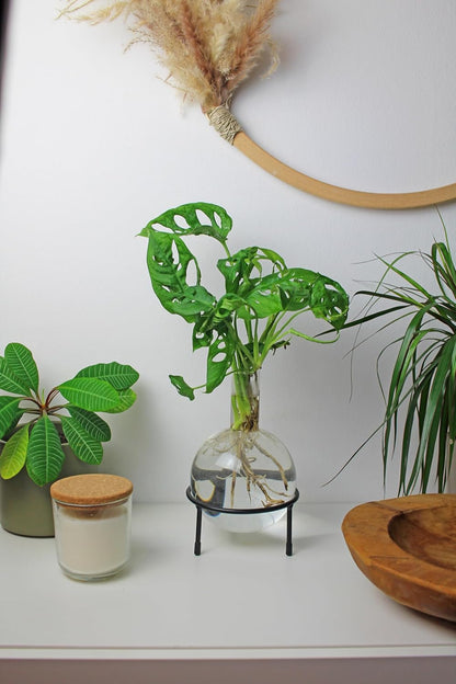 Winkee - Hydro Vase Flora