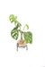 Winkee - Hydro Vase Flora