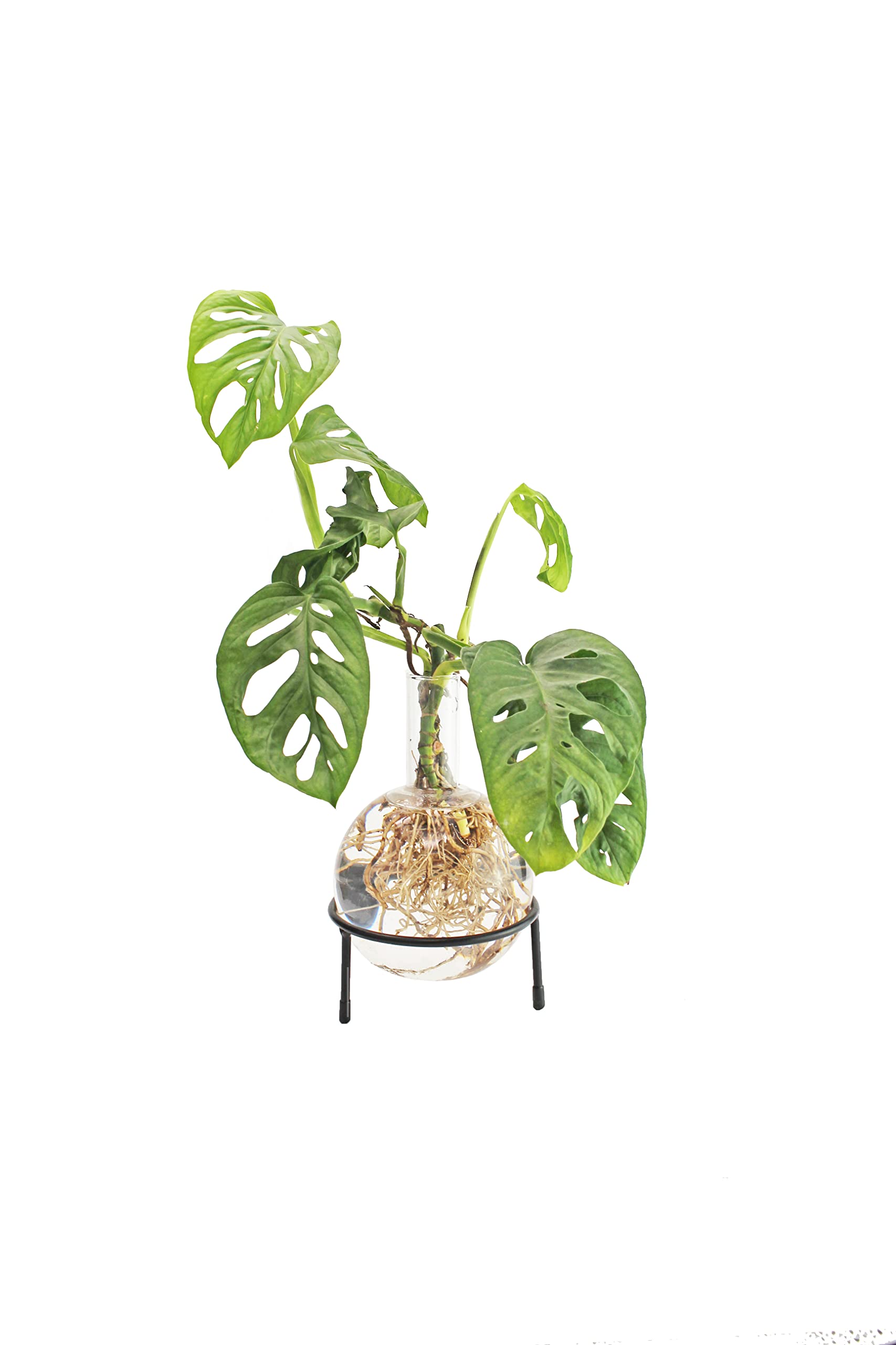 Winkee - Hydro Vase Flora