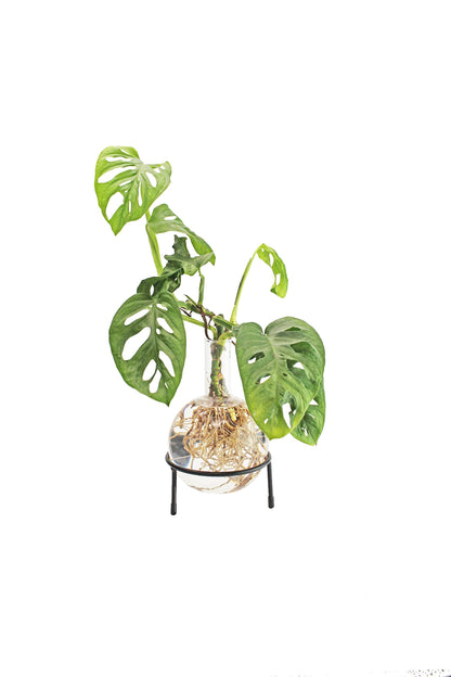 Winkee - Hydro Vase Flora