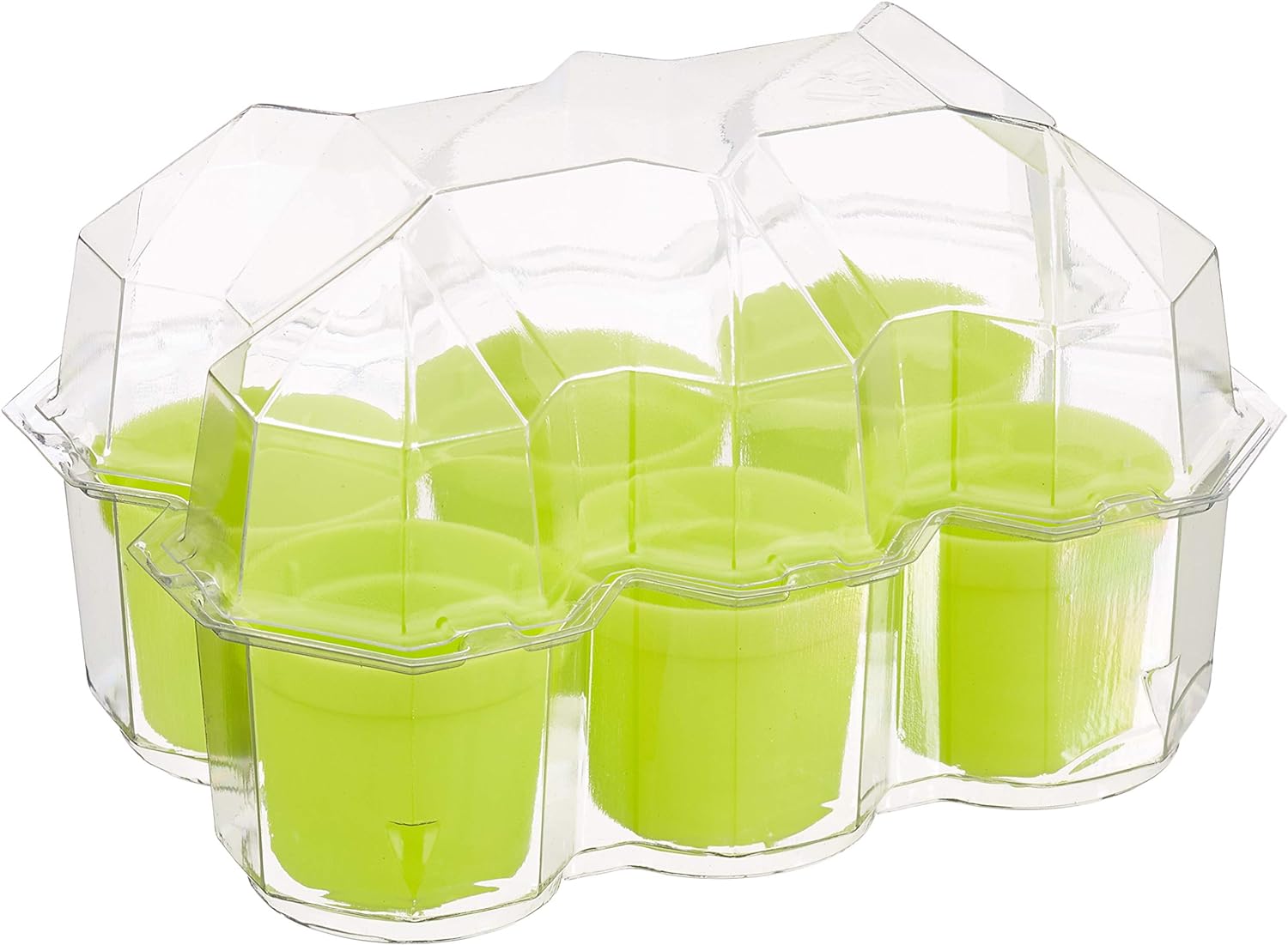 Kosmos 616809 Mimosa Garden - Mimosen Garten, Pflanzen züchten und erforschen Experimentier Set für Kinder mit mehrsprachiger Anleitung (DE, EN, FR, IT, ES, NL) Multicolor
