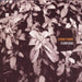 Chari Chari-Flow Dub