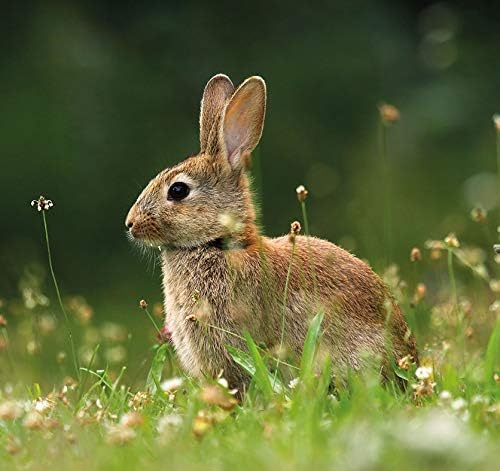 Brainstorm TOYS E2071Brainstorm Toys My First Telescope