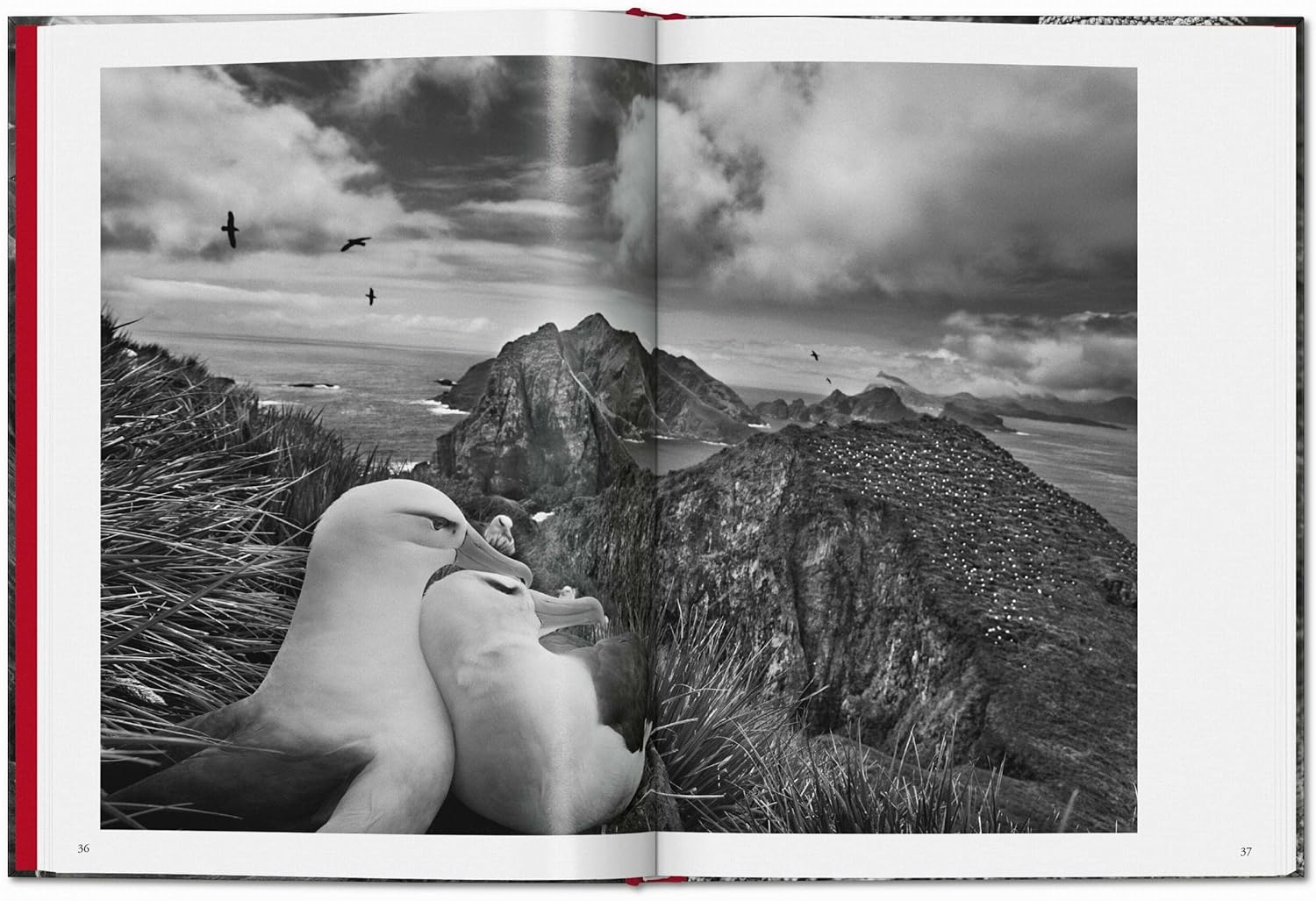 Sebastião Salgado