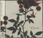 Cocco - Sangrose