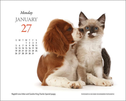 Kittens & Friends Box Calendar 2025
