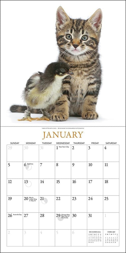 Kittens & Friends Mini Wall Calendar 2025
