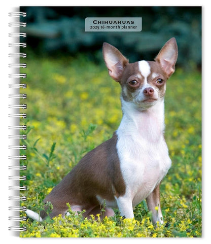 Chihuahuas 2025 Engagement