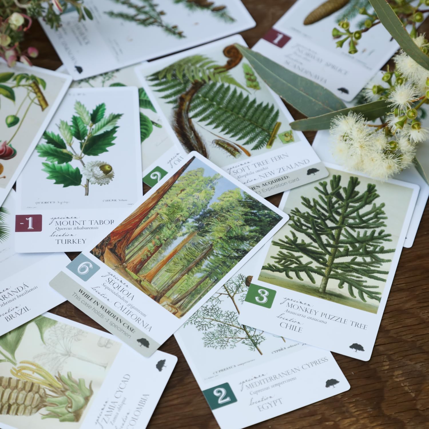 Botany: Tantalizing Trees Expansion | Family Strategy Game for Young Botanists and Adults | Ages 8+ | for 1-5 Players | Average Playtime 45-90 mins | Perfect for Family Game Night