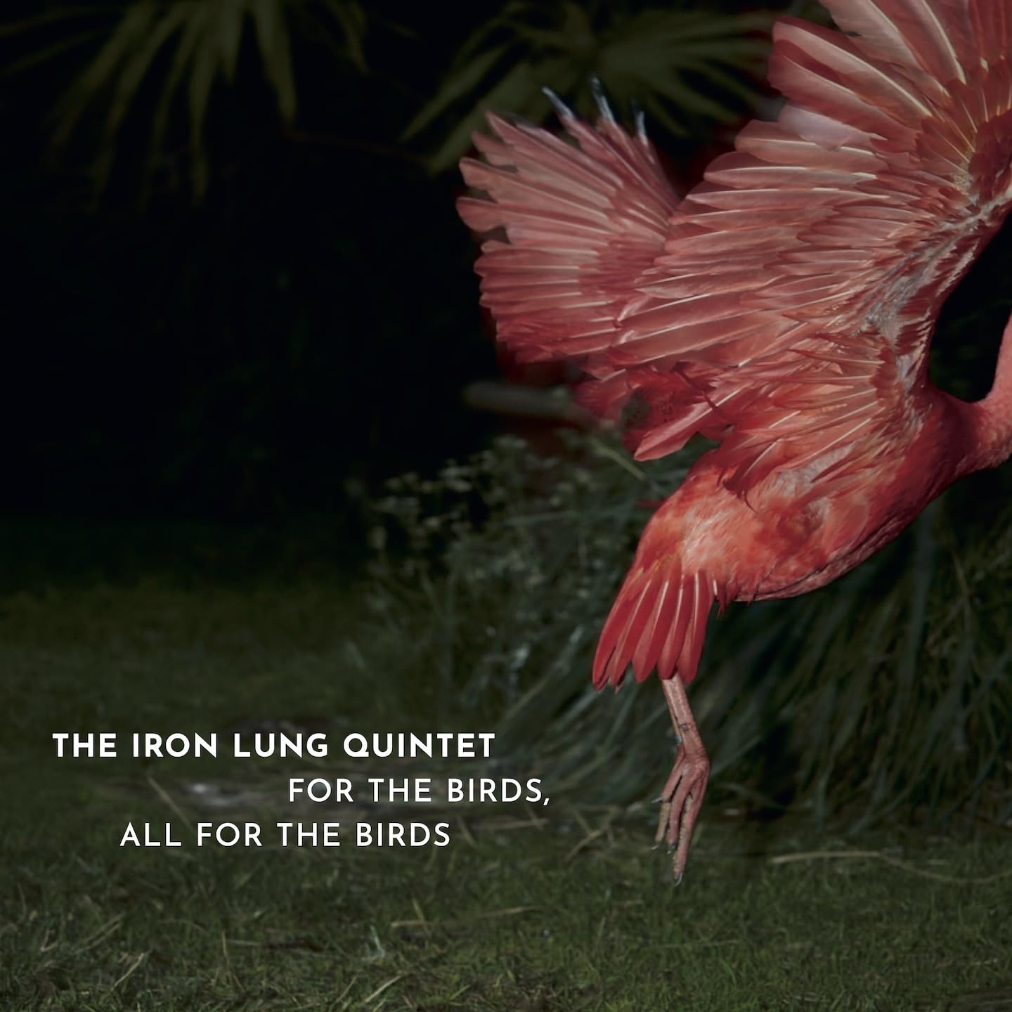 For the Birds, All for the Birds