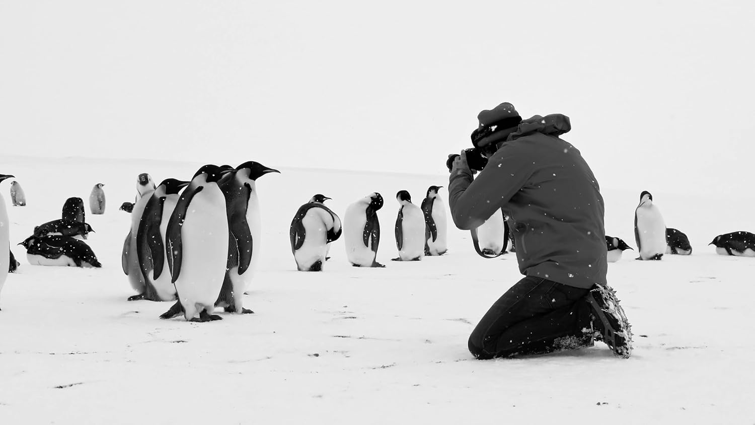 JACQUET, LUC - RUCKKEHR ZUM LAND DER PINGUINE
