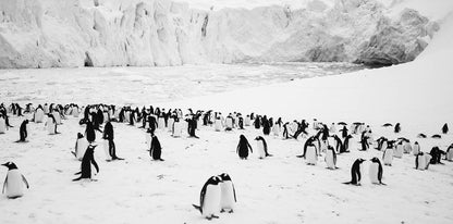 JACQUET, LUC - RUCKKEHR ZUM LAND DER PINGUINE