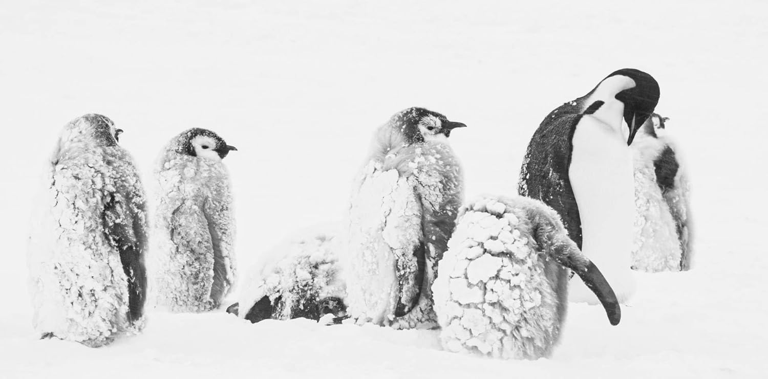 JACQUET, LUC - RUCKKEHR ZUM LAND DER PINGUINE