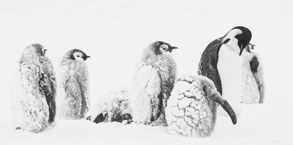 JACQUET, LUC - RUCKKEHR ZUM LAND DER PINGUINE
