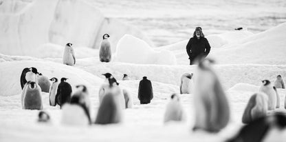 JACQUET, LUC - RUCKKEHR ZUM LAND DER PINGUINE