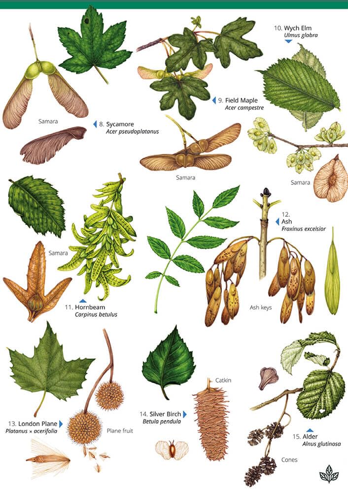 Autumn fruits and seeds