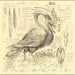 Accidental Ornithology