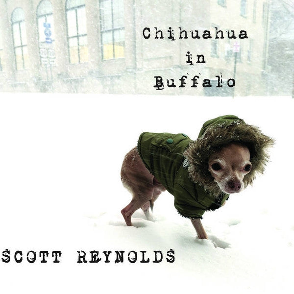 Chihuahua In Buffalo