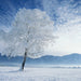 Winter Dvd Card