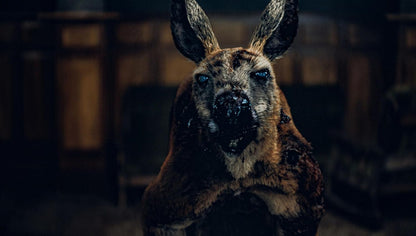 Rippy - Das Killerkänguru - 2-Disc Limited Collector's SteelBook (UHD-Blu-ray + Blu-ray