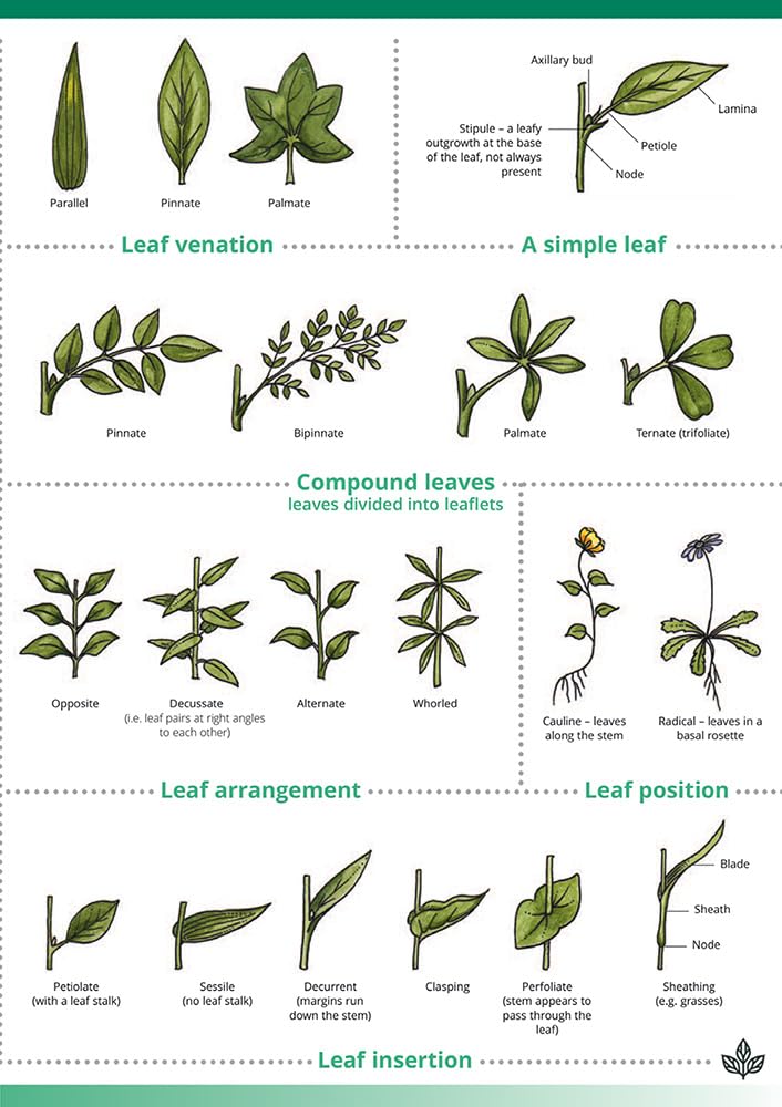 Describing Flowers