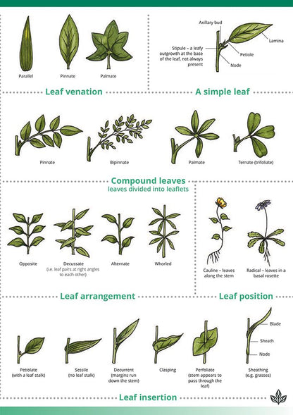 Describing Flowers