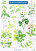Guide to Woodland Plants