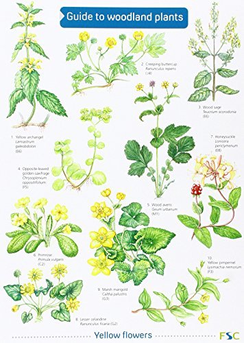 Guide to Woodland Plants