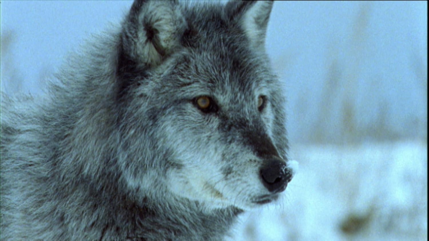 Wilde Arktis