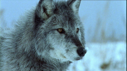 Wilde Arktis