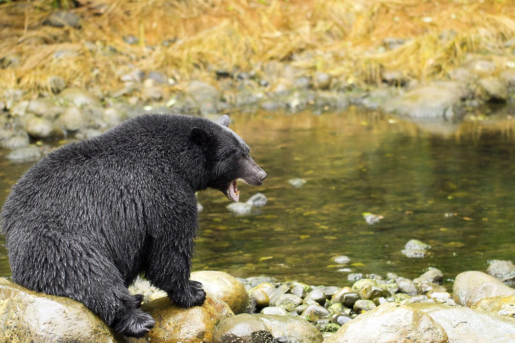 Wilde Inseln - Staffel 2 (2 Blu-rays)