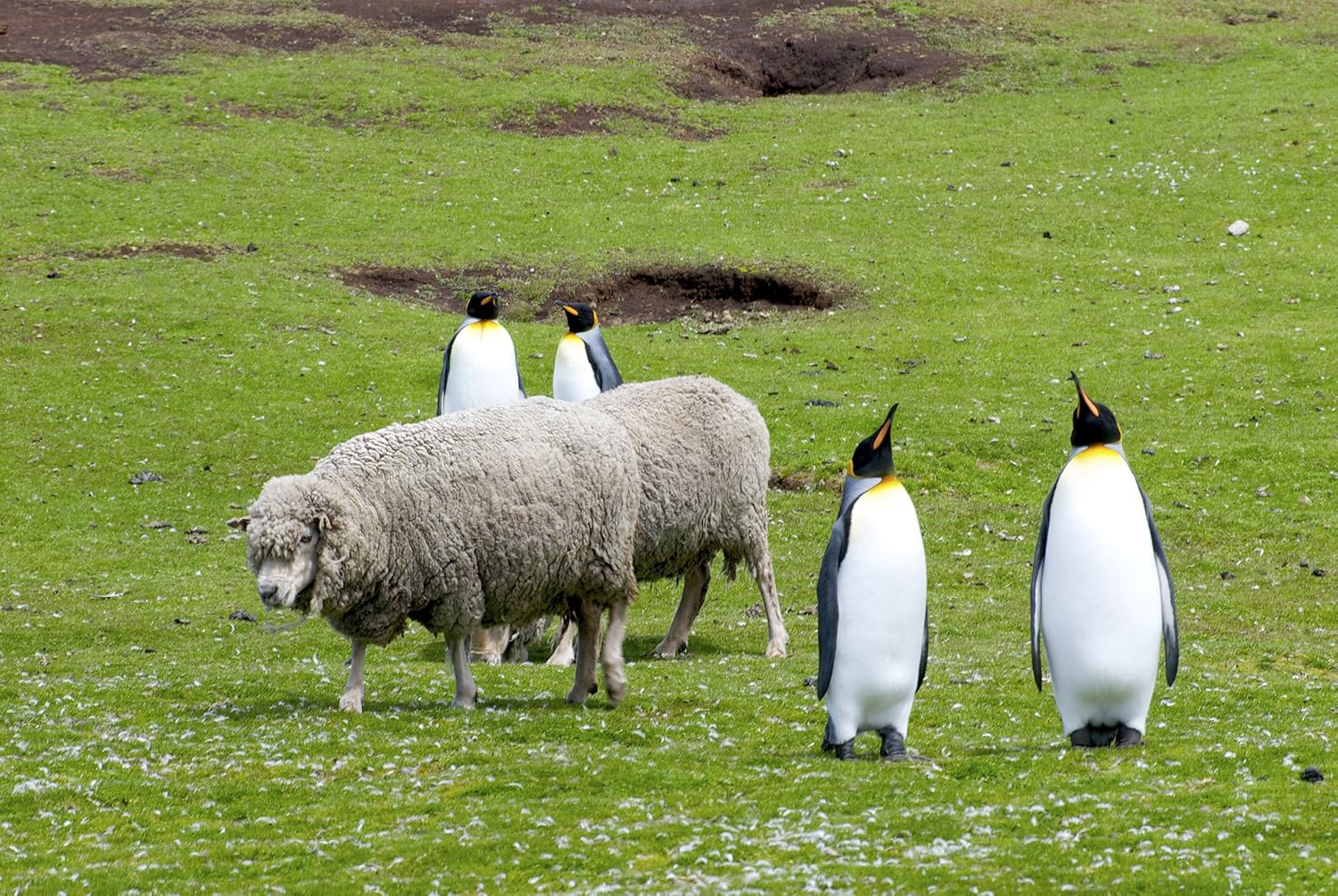Wilde Inseln: Die komplette Reihe
