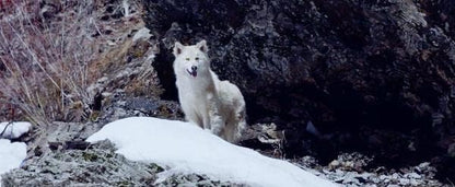 The Great Alaskan Race - Helden auf vier Pfoten -