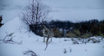Wolf Walk – Auf der Spur der Wölfe