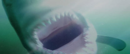Shark Waters